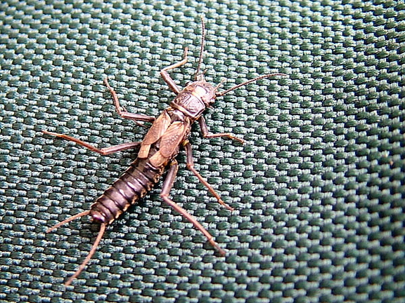 Stonefly Male