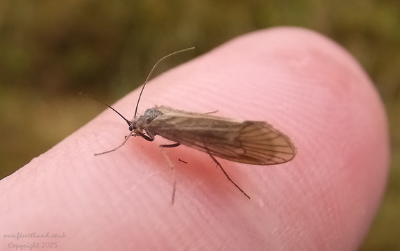 Goera pilosa Medium Sedge