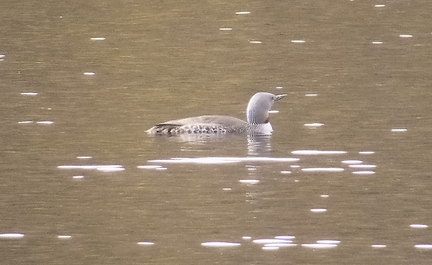 Red Throated Diver