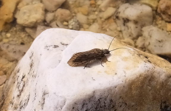 Alder Fly