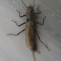 Stone Fly Female