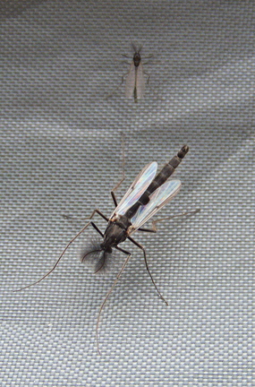 Black and Olive Buzzers