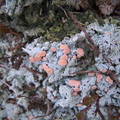Pink Earth Lichen Dibaeis baeomyces