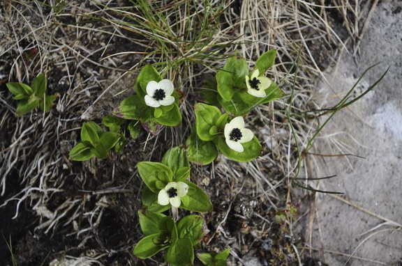 Cornus Suecica One Of The Many Alpine Plants We Found Around The Loch.