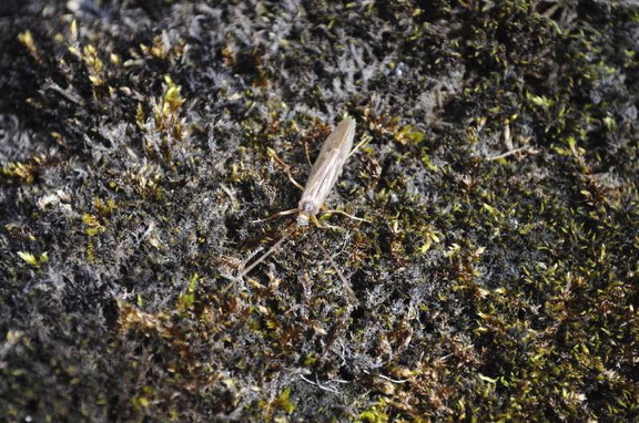 A Cinnamon Sedge (Limnephilus lunatus)