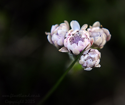 Another One Of The Many Alpine Plants We Found Around The Loch. Antennaria dioica  Mountain Everlasting