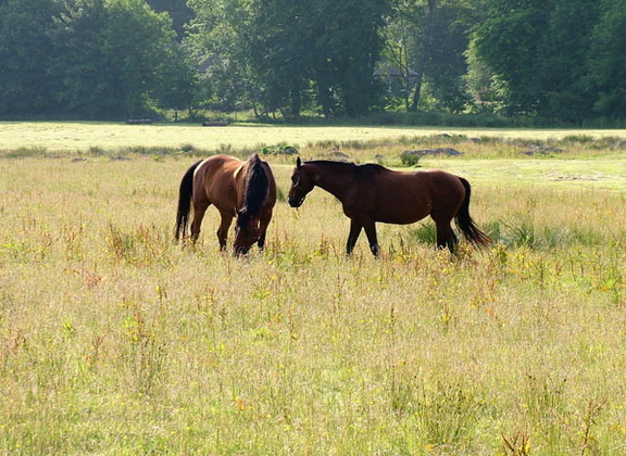 Two Happy Horses