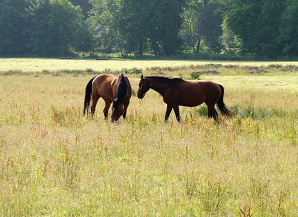 Two Happy Horses