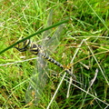Gold-Ringed Dragon Fly ( Cordulegaster Boltoni )