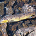 Brown Trout From Loch a' Chaorainn