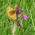 Fritillary Butterfly (Argynnis paphia)