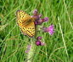 Fritillary Butterfly (Argynnis paphia)