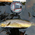 Brown Trout From Loch Dubh Mhor