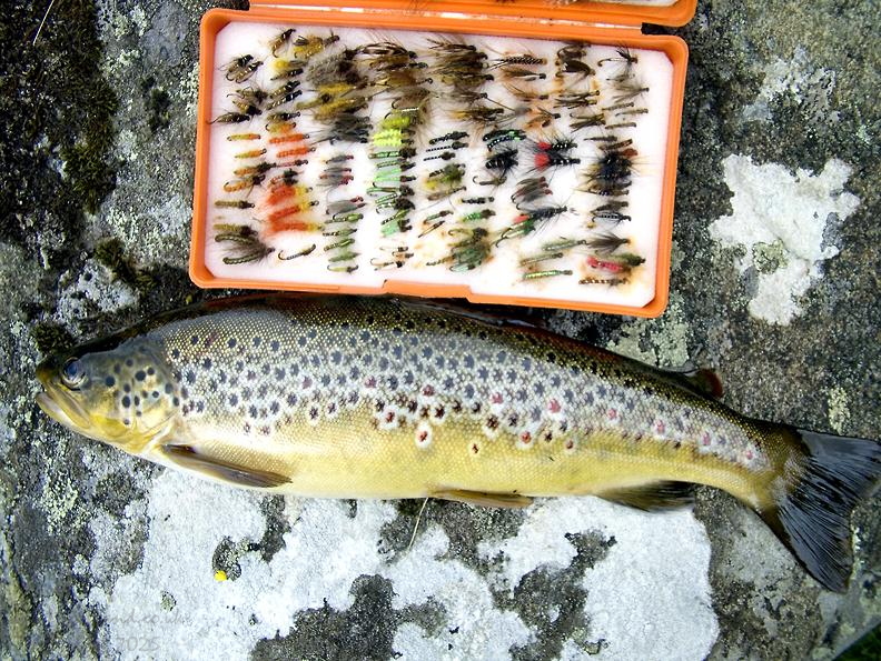Brown Trout