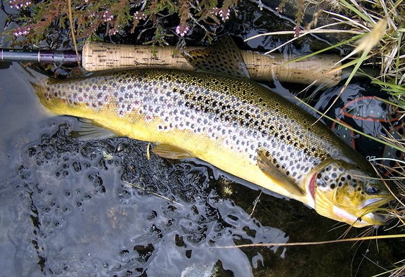 Brown Trout