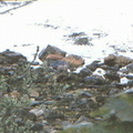 Otter (Lutra lutra) on the beach