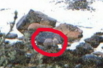 Otter (Lutra lutra) circled