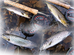 Four Brown Trout In Half An Hour