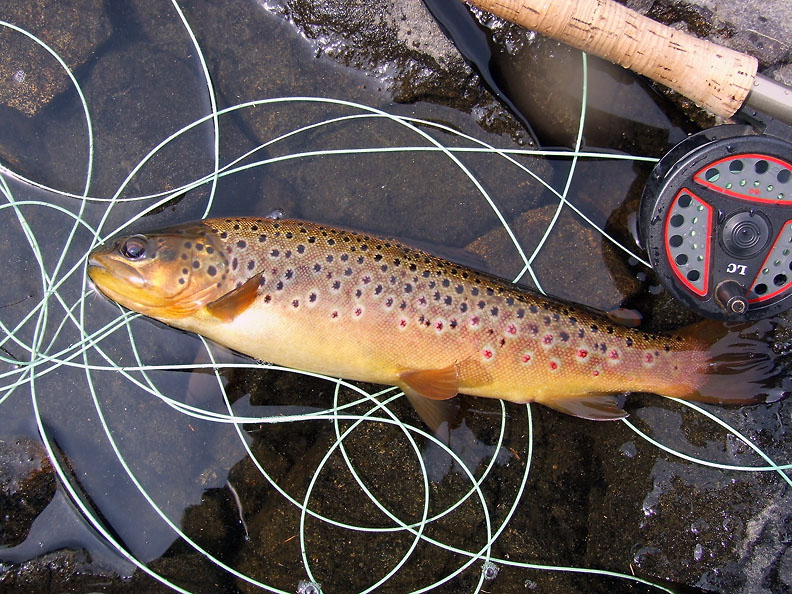 006-moidart-brown-trout-twelve-ounces.jpg