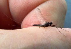 Pond Olive Spinner ( Cloeon dipterum)
