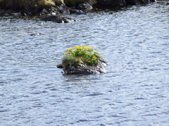 Marsh Marigold (Caltha palustris) Island