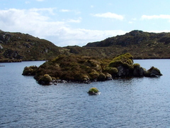 Marsh Marigold (Caltha palustris) Island