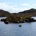 Marsh Marigold (Caltha palustris) Island