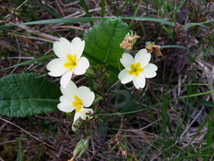 Primrose (Primula vulgaris)
