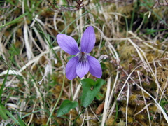 Violet (Viola riviniana)