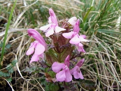 Lousewort (Pedicularis sylvatica)
