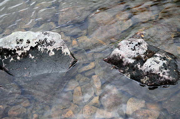 Brown Trout swimming off
