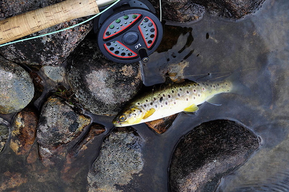 Loch Cabar Brown Trout
