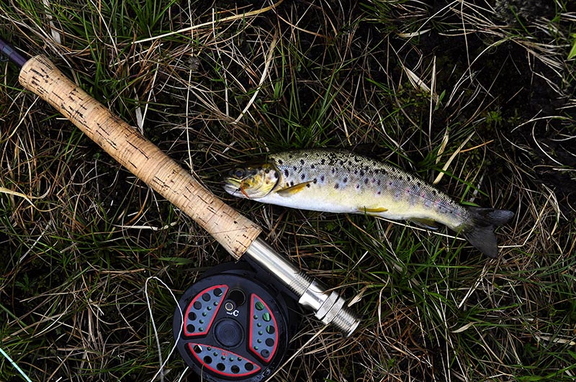 Loch Cabar Brown Trout