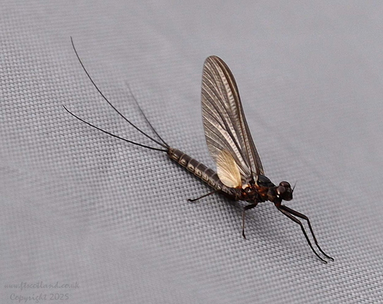 Claret Dun (Leptophlebia vespertina)