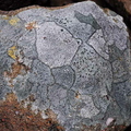 Lichen Colonies Forming A Mosaic On A Rock