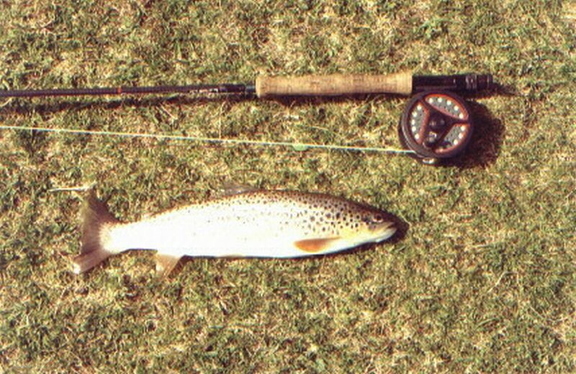 A Cape Wrath Brown Trout