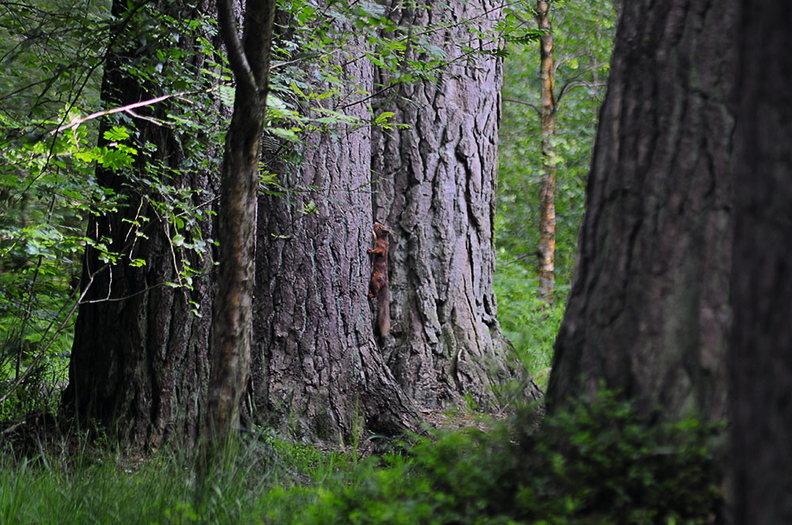 red-squirrel-001.jpg