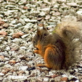 red-squirrel-baby-003.jpg
