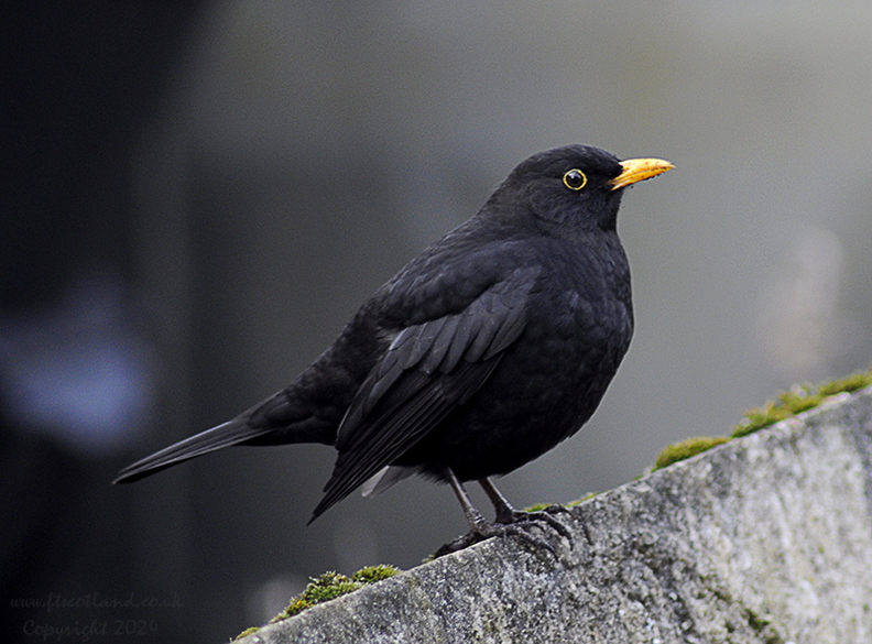 blackbird-sharp-002.jpg