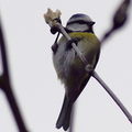 Blue Tit (Cyanistes caeruleus)