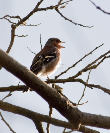 Chaffinch