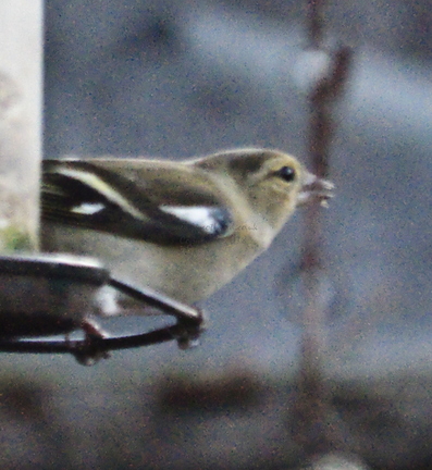 Chaffinch
