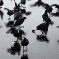 Coots (Fulica atra) On Ice