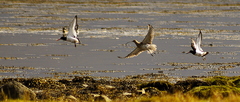 Curlew (Numenius arquata) and Oystercatchers (Haematopus ostralegus) Flying