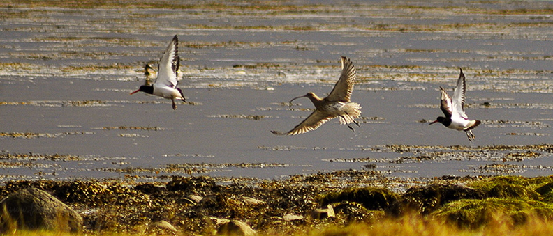 Curlew (Numenius arquata) and Oystercatchers (Haematopus ostralegus) Flying