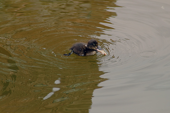Duckling With Fish