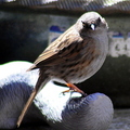 Dunnock (Prunella modularis)
