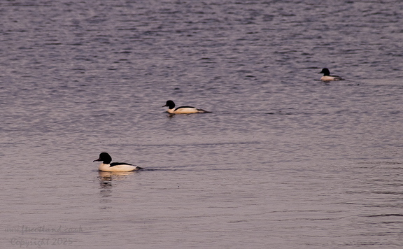 Goosander (Mergus merganser)
