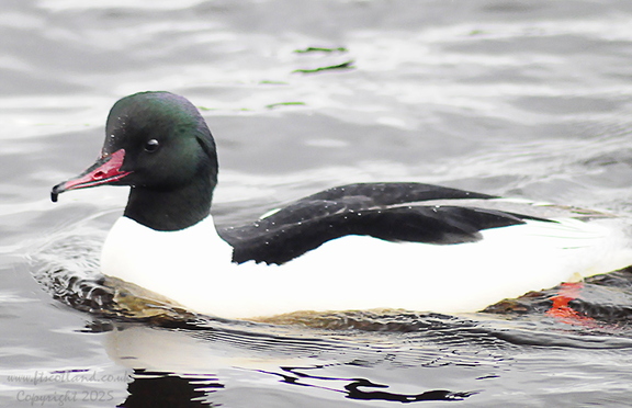 Goosander (Mergus merganser) Male