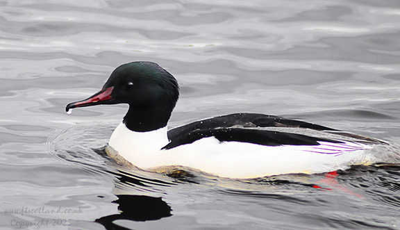 Goosander (Mergus merganser) Male